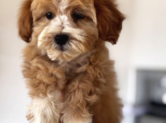 Particolor Maltipoo görsel