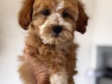 Particolor maltipoo