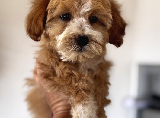 Particolor Maltipoo