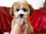Particolor Maltipoo
