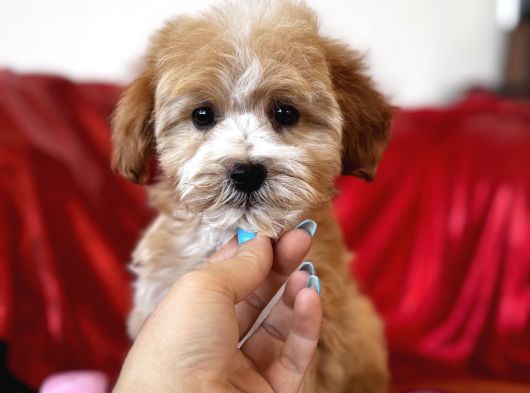 Particolor Maltipoo görsel
