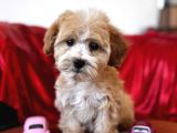 Particolor Maltipoo