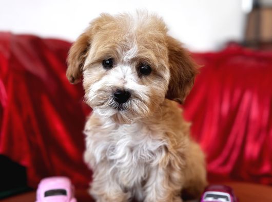 Particolor Maltipoo görsel