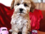 Particolor Maltipoo