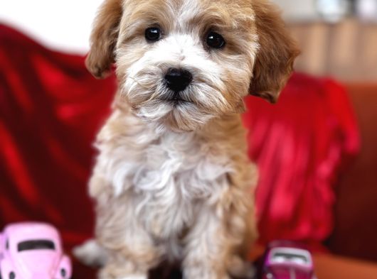 Particolor Maltipoo görsel