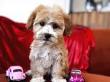 Particolor Maltipoo