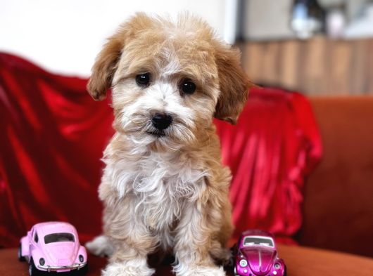 Particolor Maltipoo görsel