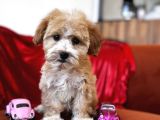 Particolor Maltipoo