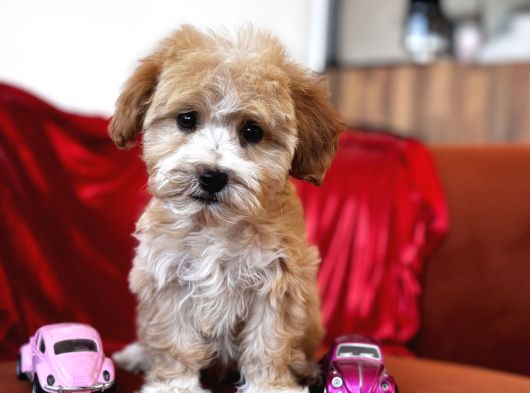 Particolor Maltipoo görsel