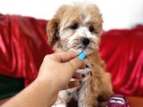 Particolor Maltipoo