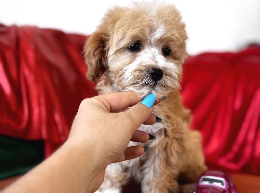 Particolor Maltipoo görsel