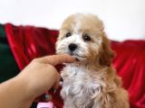 Particolor Maltipoo
