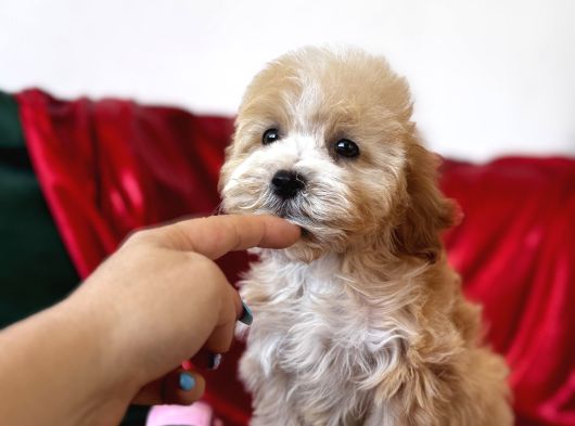 Particolor Maltipoo görsel