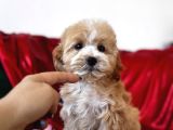 Particolor Maltipoo