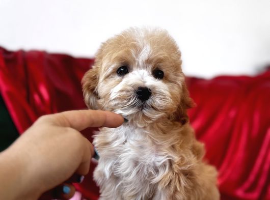 Particolor Maltipoo görsel