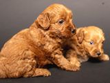 MİNİ BOY MALTİPOO BEBEKLERİM