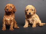 TEACUP TOY POODLE KIZLARIM