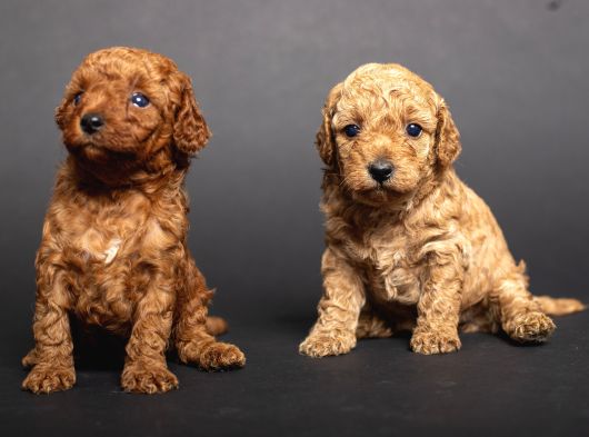 Teacup Toy Poodle Kizlarim