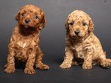 Teacup Toy Poodle Kizlarim