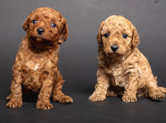 Teacup Toy Poodle Kizlarim görsel