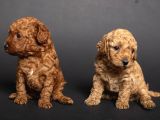 Teacup Toy Poodle Kizlarim