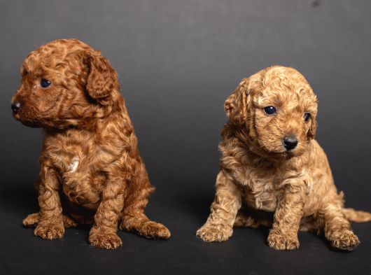 Teacup Toy Poodle Kizlarim görsel
