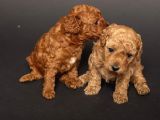 Teacup Toy Poodle Kizlarim