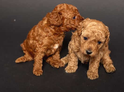 Teacup Toy Poodle Kizlarim görsel