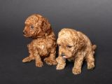 Teacup Toy Poodle Kizlarim