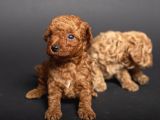 Teacup Toy Poodle Kizlarim