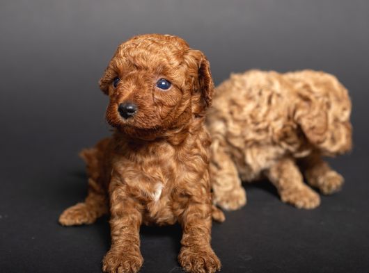 Teacup Toy Poodle Kizlarim görsel