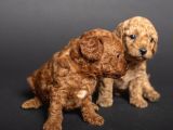 Teacup Toy Poodle Kizlarim