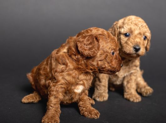 Teacup Toy Poodle Kizlarim görsel