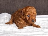 MİNİ BOY TOY POODLE KIZIMIZ