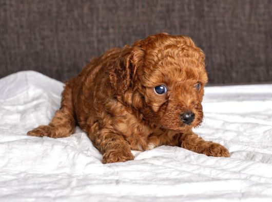 Mi̇ni̇ Boy Toy Poodle Kizimiz