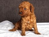 Mi̇ni̇ Boy Toy Poodle Kizimiz