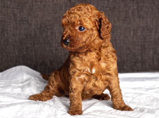 Mi̇ni̇ Boy Toy Poodle Kizimiz görsel
