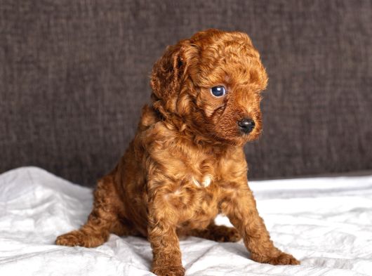Mi̇ni̇ Boy Toy Poodle Kizimiz görsel