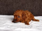 Mi̇ni̇ Boy Toy Poodle Kizimiz
