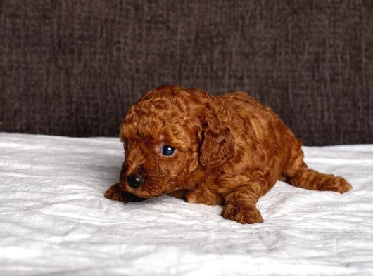 Mi̇ni̇ Boy Toy Poodle Kizimiz görsel