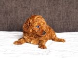Mi̇ni̇ Boy Toy Poodle Kizimiz