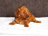 Mi̇ni̇ Boy Toy Poodle Kizimiz