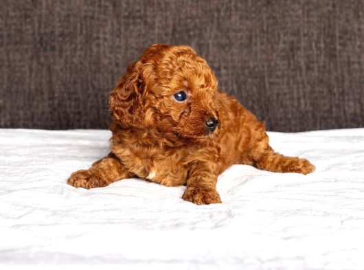 Mi̇ni̇ Boy Toy Poodle Kizimiz görsel
