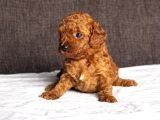 Mi̇ni̇ Boy Toy Poodle Kizimiz
