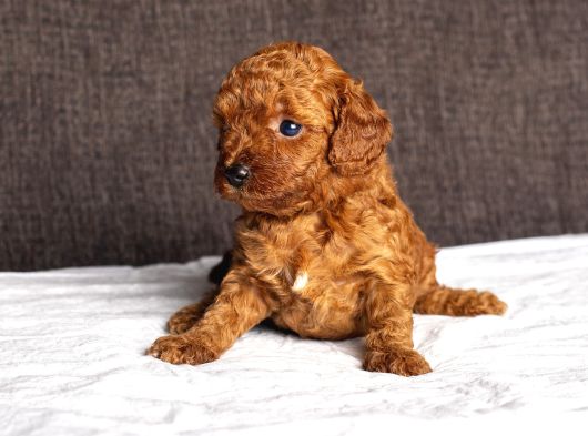 Mi̇ni̇ Boy Toy Poodle Kizimiz görsel