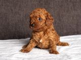 Mi̇ni̇ Boy Toy Poodle Kizimiz