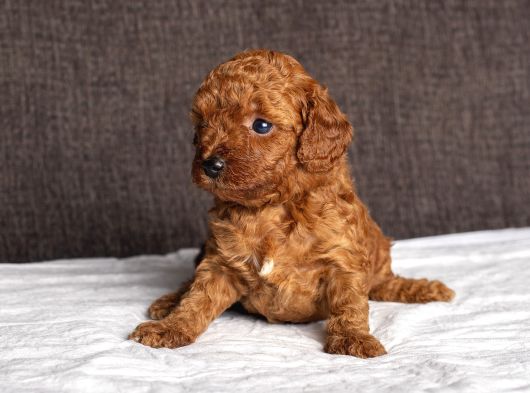 Mi̇ni̇ Boy Toy Poodle Kizimiz görsel