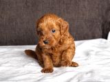 Mi̇ni̇ Boy Malti̇poo Kizimiz