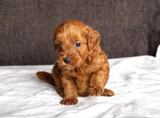 Mi̇ni̇ Boy Malti̇poo Kizimiz görsel