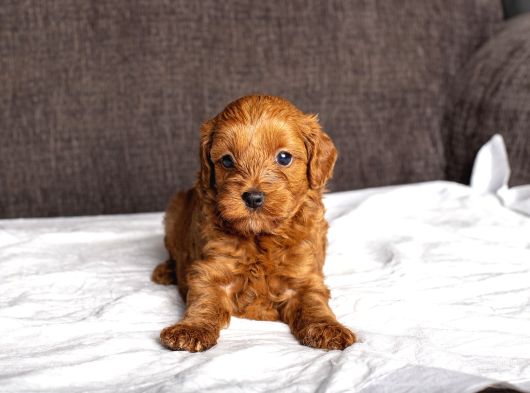 Mi̇ni̇ Boy Malti̇poo Kizimiz görsel